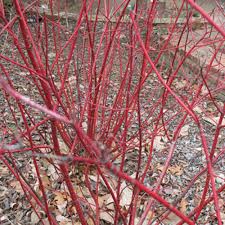 Attēlu rezultāti vaicājumam “Cornus sericea”
