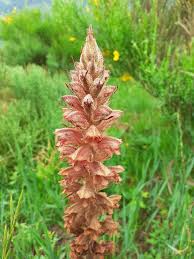 Attēlu rezultāti vaicājumam “Orobanche elatior bud”