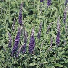Attēlu rezultāti vaicājumam “Veronica spicata”
