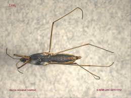 Attēlu rezultāti vaicājumam “Gerridae”