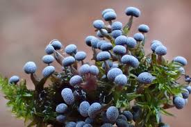 Attēlu rezultāti vaicājumam “Physarum leucophaeum macro”