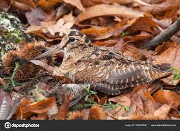 Attēlu rezultāti vaicājumam “Scolopax rusticola juvenile”