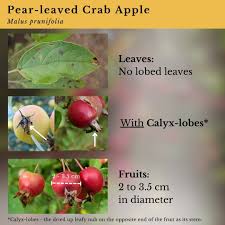 Attēlu rezultāti vaicājumam “Malus prunifolia”