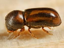 Attēlu rezultāti vaicājumam “Badhamia affinis var. microspora macro”