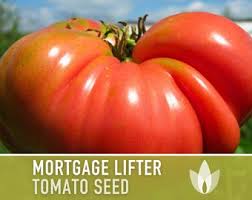 Afbeeldingsresultaat voor mortgage lifter bicolor strain tomato