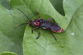 Attēlu rezultāti vaicājumam “Cantharis rustica imago”