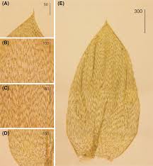 Attēlu rezultāti vaicājumam “Plagiothecium cavifolium”