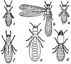 Attēlu rezultāti vaicājumam “Drepanosiphum platanoidis exuvia”