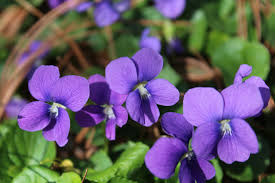 Attēlu rezultāti vaicājumam “Viola sororia flower”