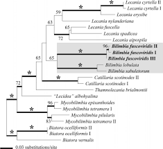 Attēlu rezultāti vaicājumam “Bilimbia tetramera”