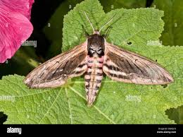 Attēlu rezultāti vaicājumam “Sphinx ligustri”