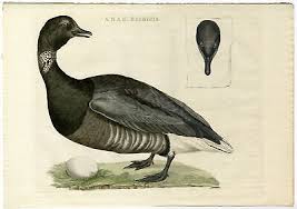 Attēlu rezultāti vaicājumam “Branta bernicla”