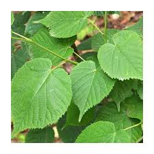 Attēlu rezultāti vaicājumam “Tilia cordata”