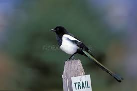 Attēlu rezultāti vaicājumam “Pica pica adult”