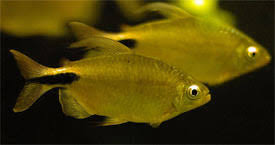 Attēlu rezultāti vaicājumam “Nitella flexilis”