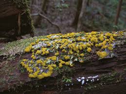 Attēlu rezultāti vaicājumam “Lindbladia tubulina spores”