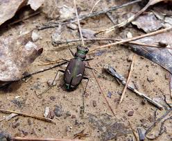 Attēlu rezultāti vaicājumam “Comatricha pulchella stalked”