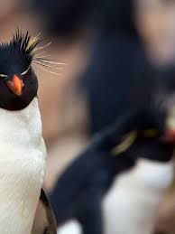 Image result for penguin