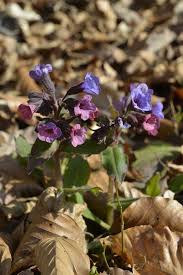 Image result for Pulmonaria officinalis
