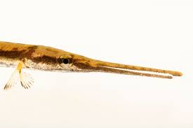 Image result for Lepisosteus osseus