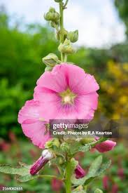Image result for Stockrose