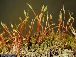 Attēlu rezultāti vaicājumam “Didymodon tophaceus”