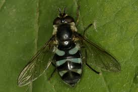 Attēlu rezultāti vaicājumam “Didea alneti”