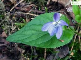 Attēlu rezultāti vaicājumam “Viola canina leaf”