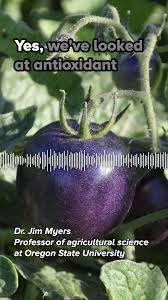 Afbeeldingsresultaat voor prudence purple tomato