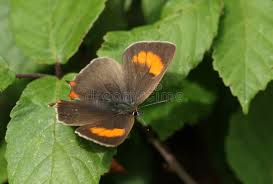 Attēlu rezultāti vaicājumam “Thecla betulae male”