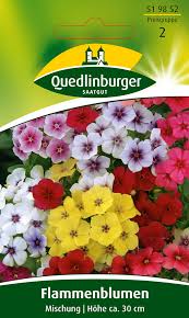 Image result for Phlox (großblumig)