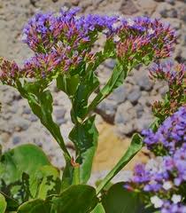 Attēlu rezultāti vaicājumam “Plumbaginaceae”