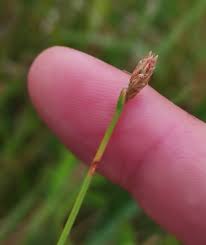 Attēlu rezultāti vaicājumam “Eleocharis uniglumis flower”
