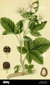 Attēlu rezultāti vaicājumam “Rubus plicatus flower”