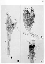 Attēlu rezultāti vaicājumam “Colloderma robustum young”