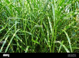 Image result for Miscanthus sinensis Zebrina