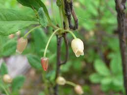 Attēlu rezultāti vaicājumam “Menziesia ferruginea”