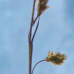 Attēlu rezultāti vaicājumam “Carex limosa”