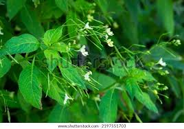 Attēlu rezultāti vaicājumam “Impatiens parviflora flower”