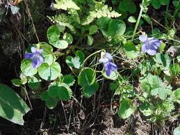 Attēlu rezultāti vaicājumam “Viola odorata bud”