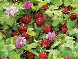 Attēlu rezultāti vaicājumam “Rubus arcticus”