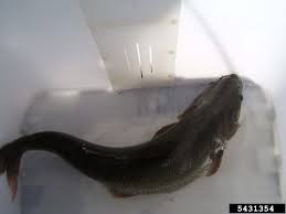 Image result for Ptychocheilus grandis