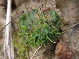 Attēlu rezultāti vaicājumam “Phaeoceros laevis subsp. carolinianus”