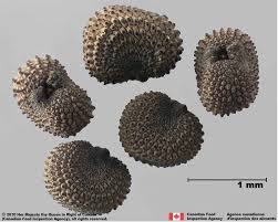 Attēlu rezultāti vaicājumam “Silene vulgaris”