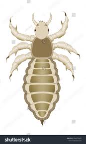 Attēlu rezultāti vaicājumam “Pediculus humanus capitis”