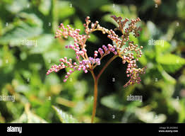Attēlu rezultāti vaicājumam “Filipendula vulgaris bud”
