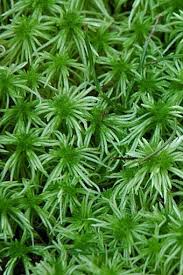 Attēlu rezultāti vaicājumam “Sphagnum fimbriatum”