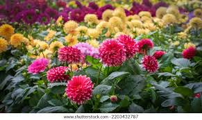 Image result for Dahlia hybrid.