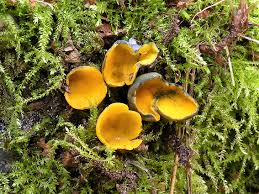 Attēlu rezultāti vaicājumam “Caloscypha fulgens”