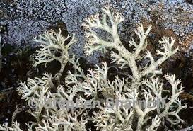 Attēlu rezultāti vaicājumam “Cladonia mitis”